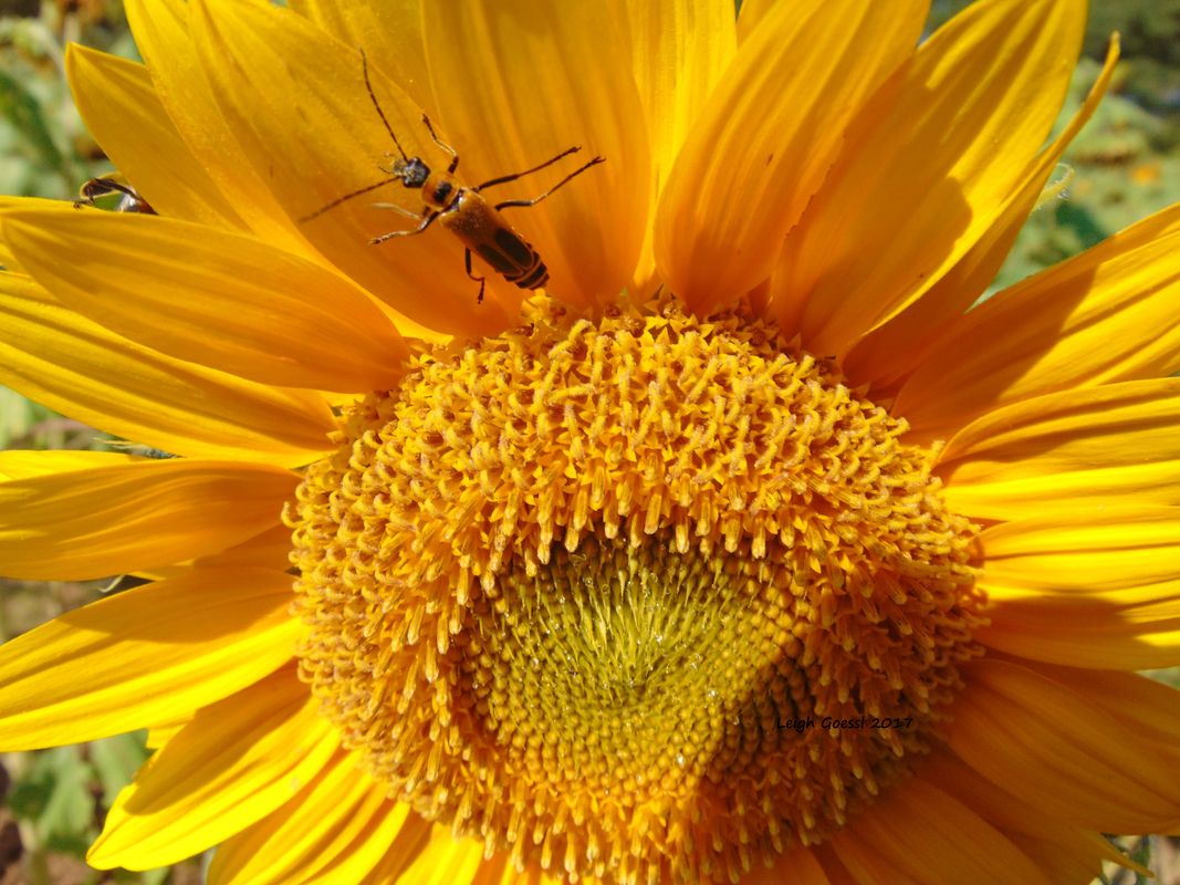 What Bugs Do Sunflowers Attract at clementmperry blog