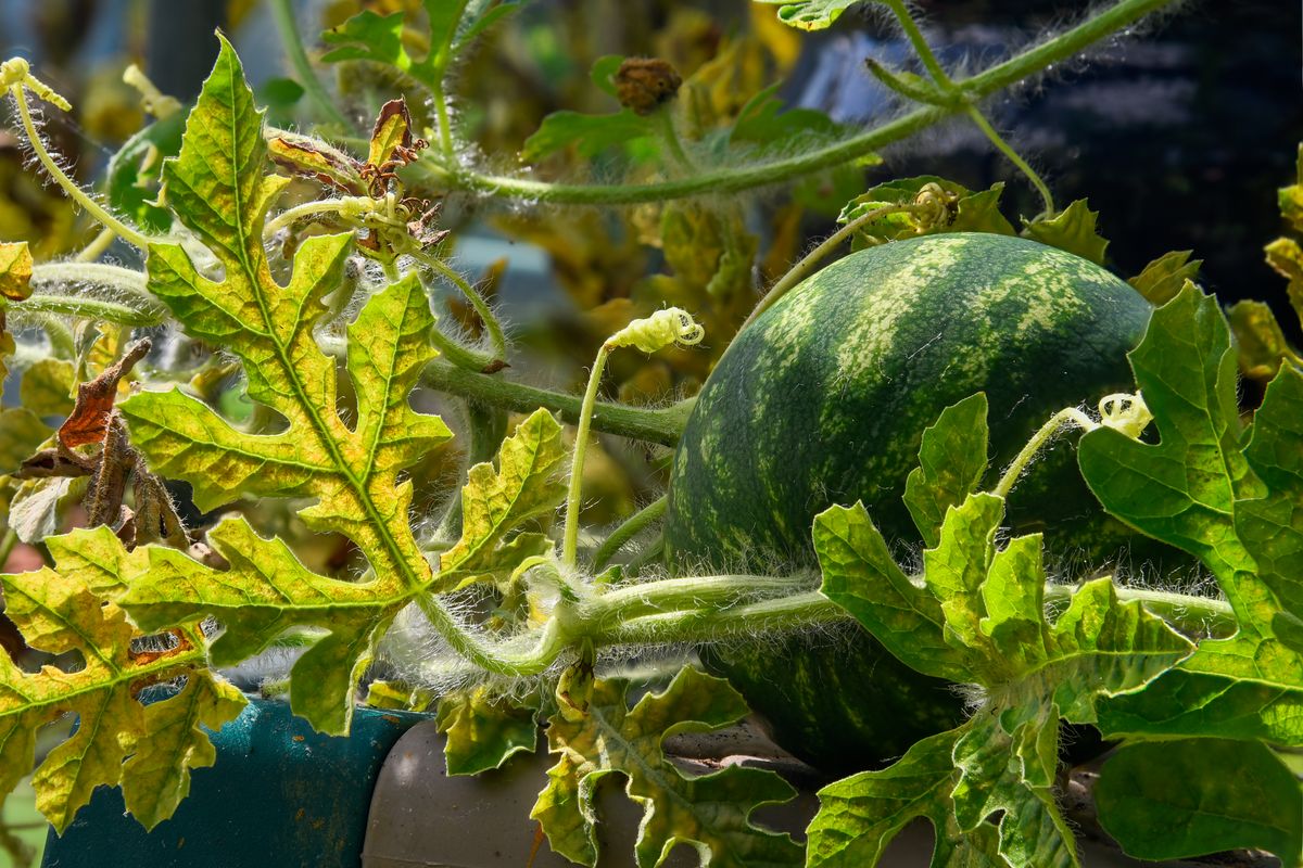 Water Melon in my Greenhouse