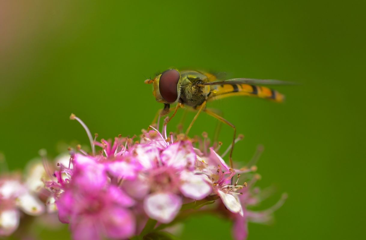 Feeding Hoverfly