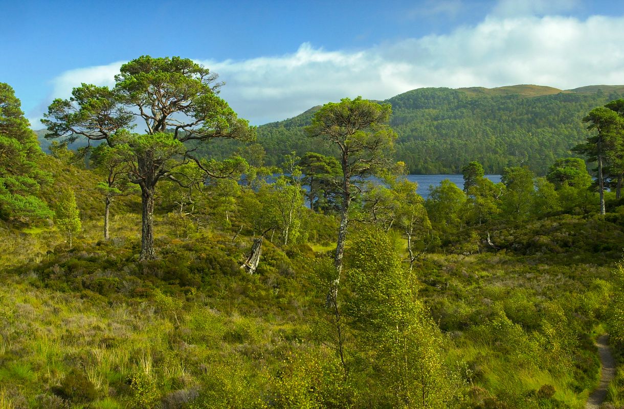 A View in Glen Affric, Highlands, Scotland