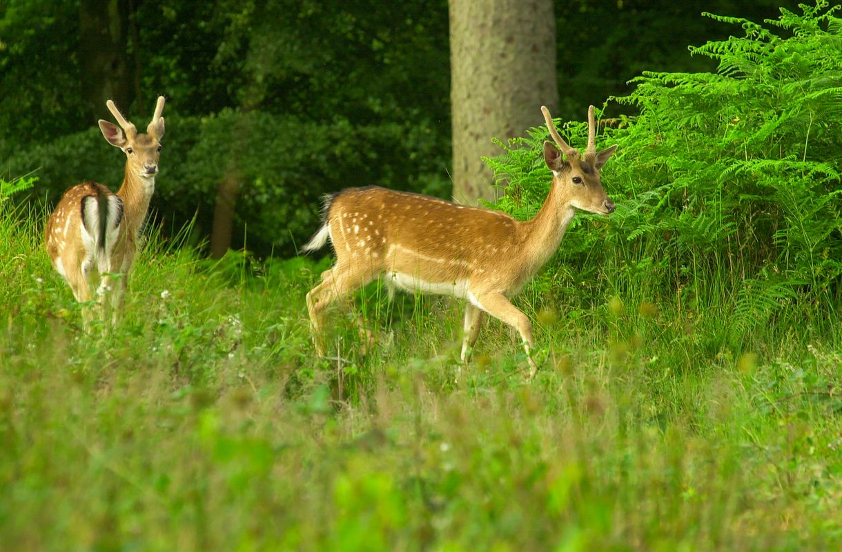 Wild Fallow Deer, New Forest, Hampshire