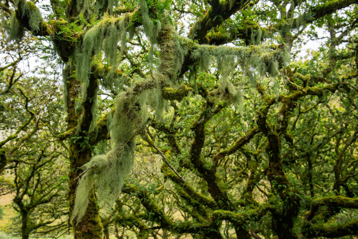 Lichen trailing from the Oak Trees in Wistman's Wood, Dartmoor, Devon