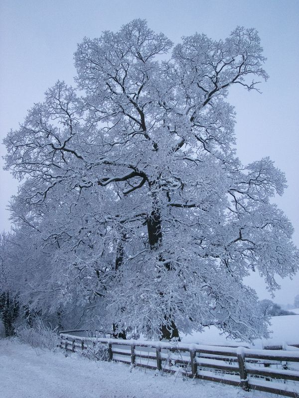 Snow Covered Tree and Wooden Fence