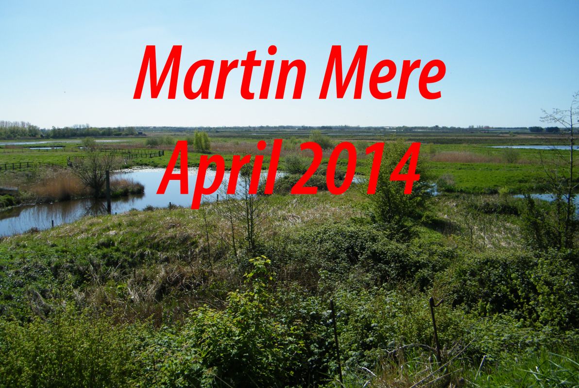 Martin Mere April 2014