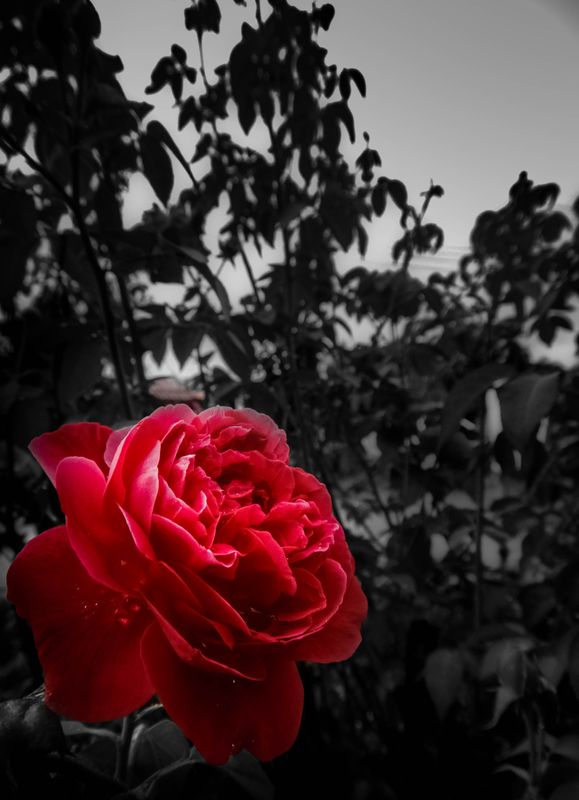Red rose during afternoon rain
