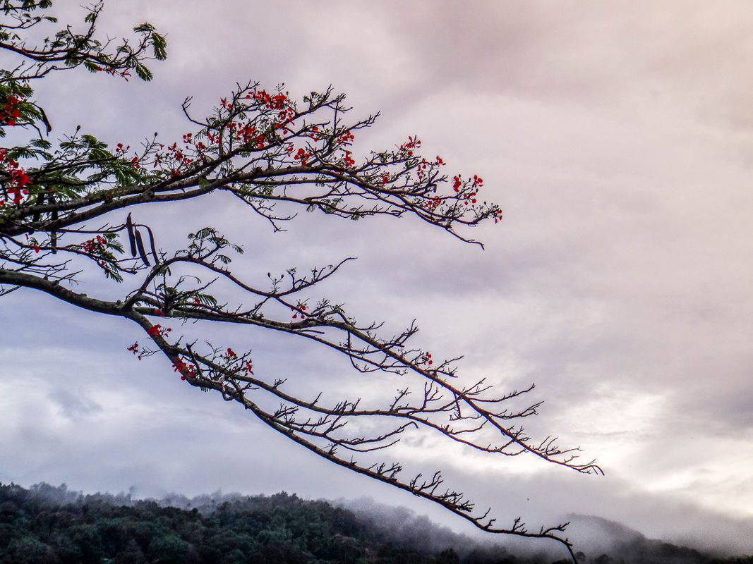 Tree branches with red flowers in the cloudy and misty afternoon
