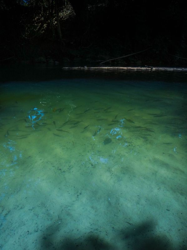 A pool of fish in a calm river