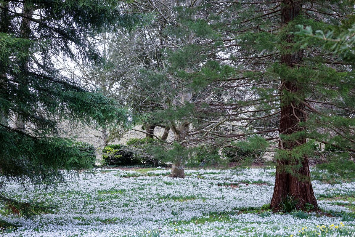 A Blanket of Snowdrops