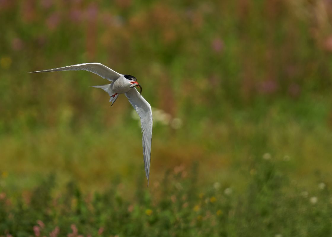 Common Tern with Fish