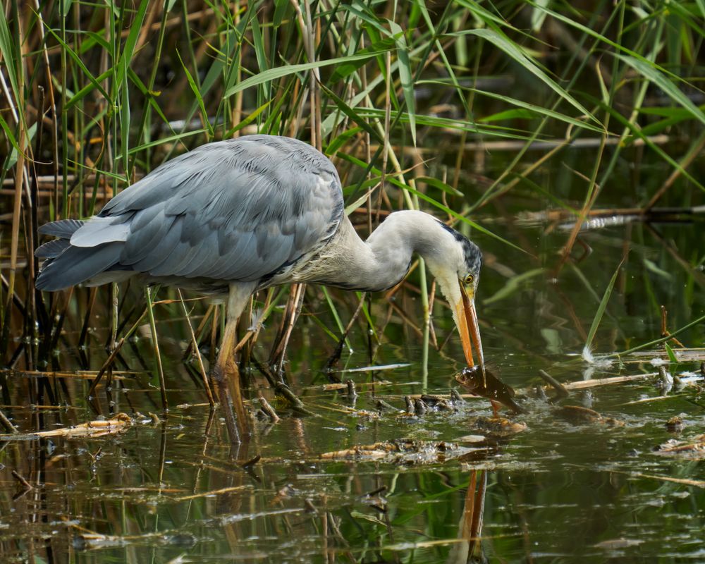 Heron with Lunch