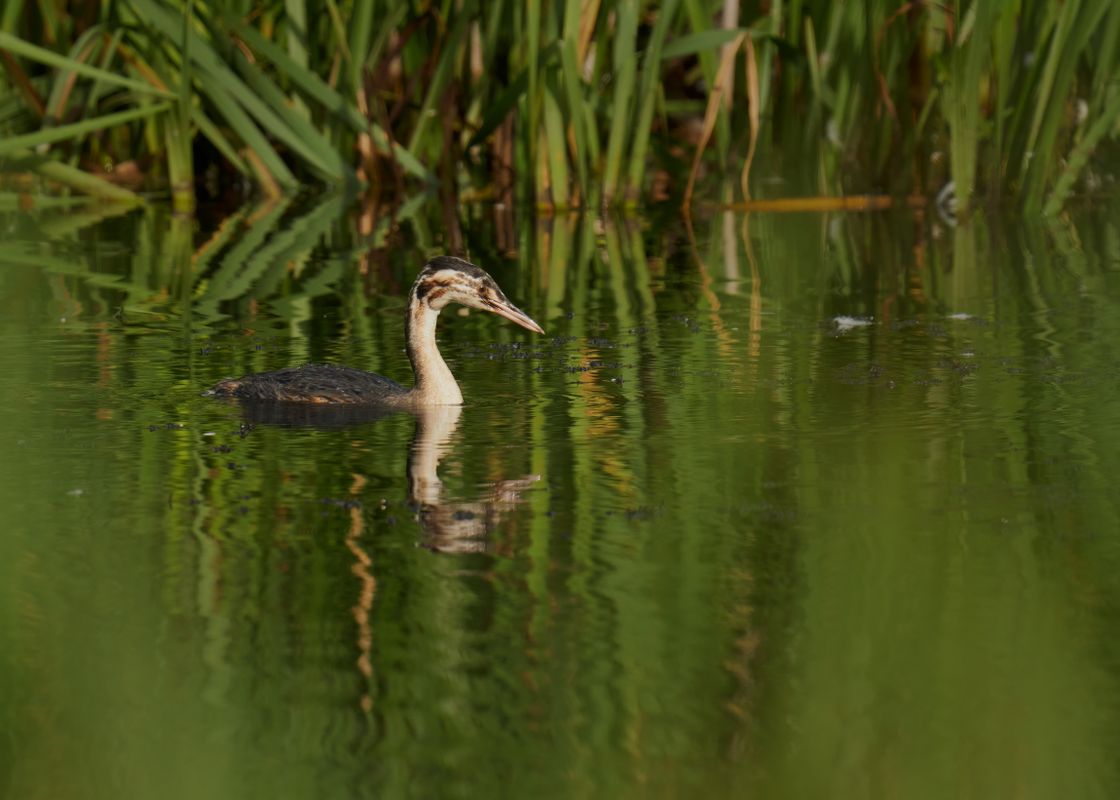 Juvenile Great Crested Grebe Passing Through the Reeds