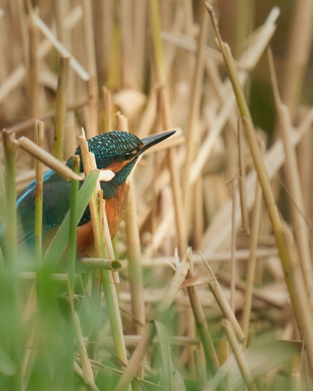 Kingfisher Amongst the Reeds