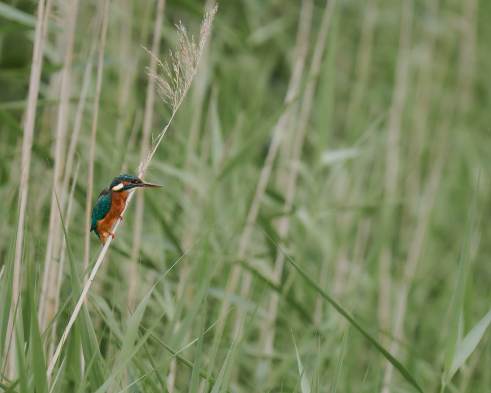 Kingfisher in the Grass 