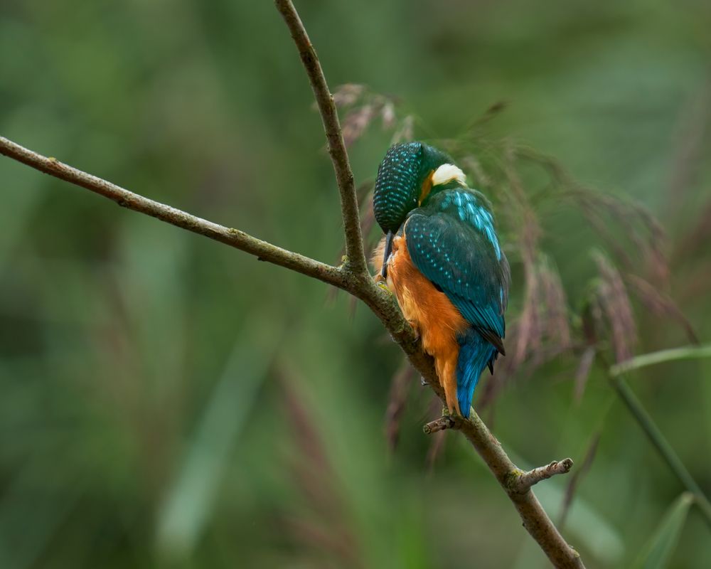 Kingfisher on a Different Stick
