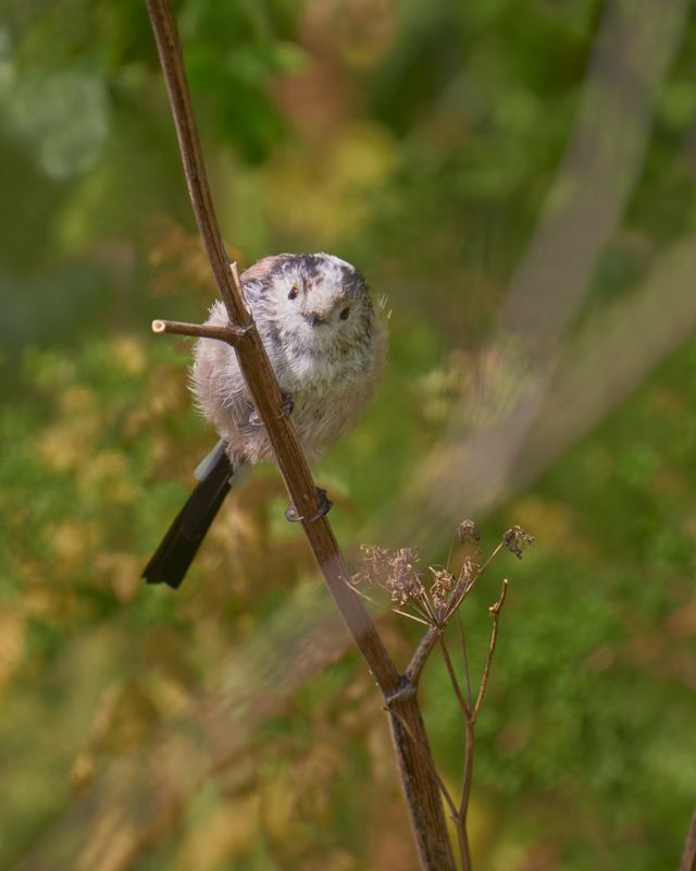 Long-tailed Tit Looking Down Lens