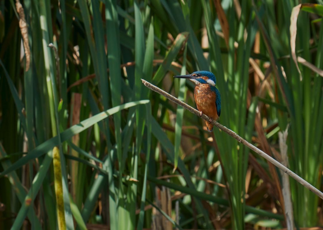 Kingfisher Amongst the Reeds