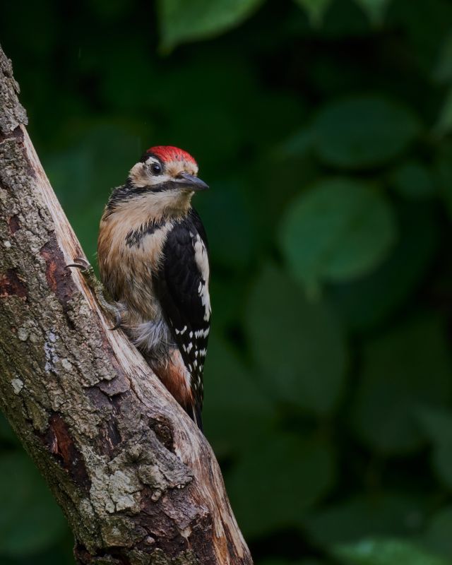 Soaked Juvenile Great Spotted Woodpecker