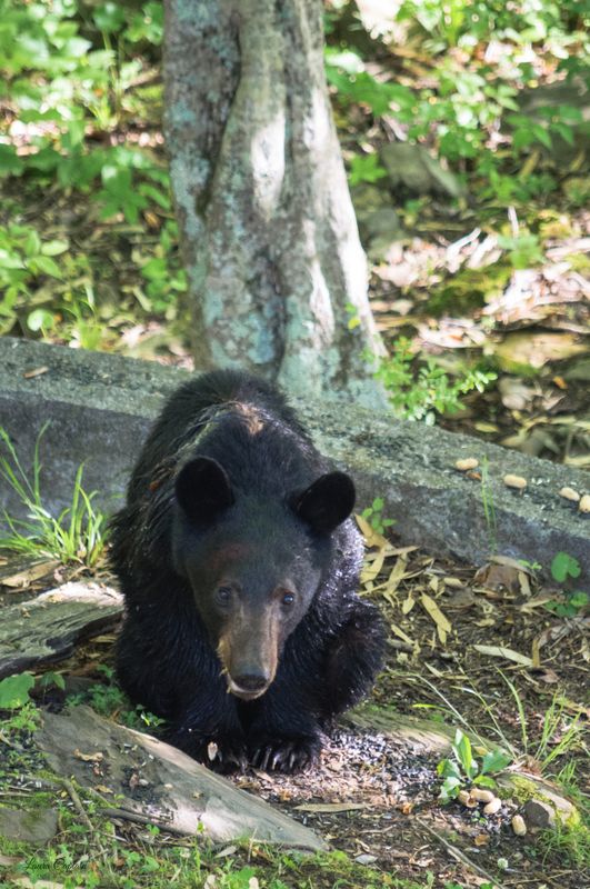 Young Black Bear Eating Peanuts - woodland animals - Great Smoky Mountains