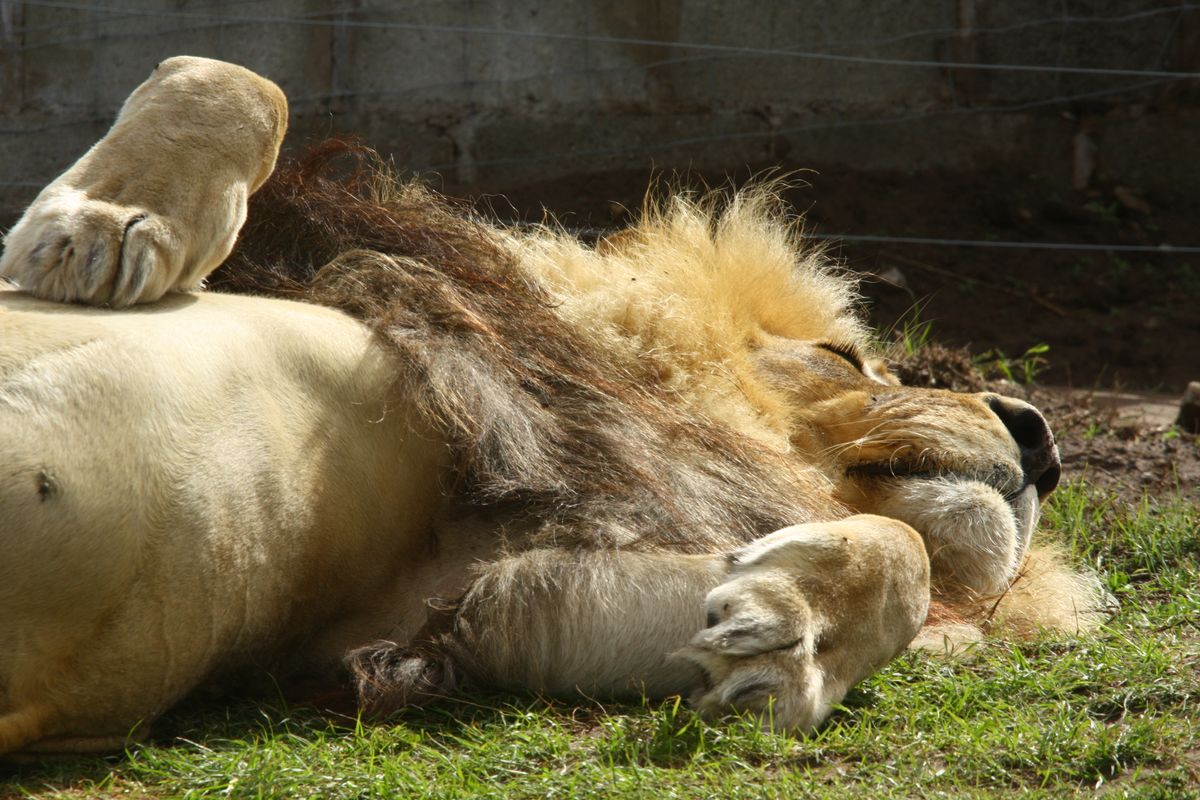 Sleeping Lion 