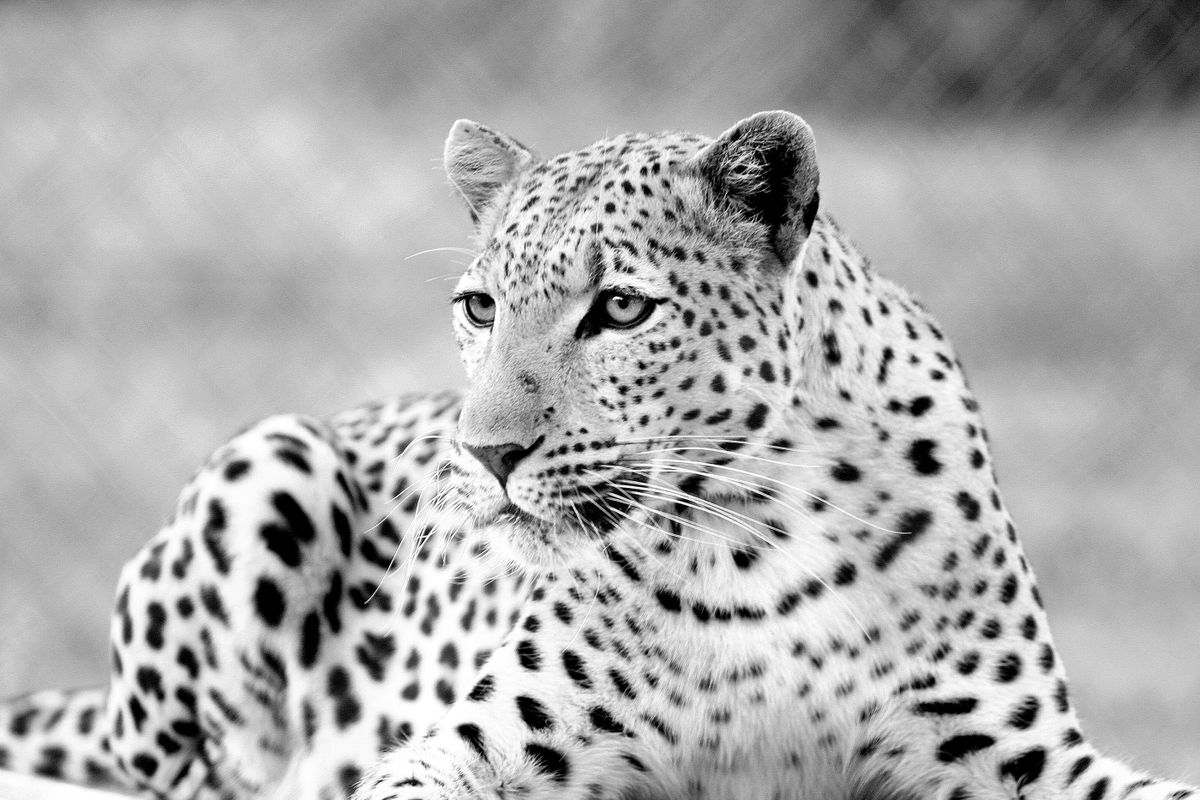 Leopard - close-up picture 
