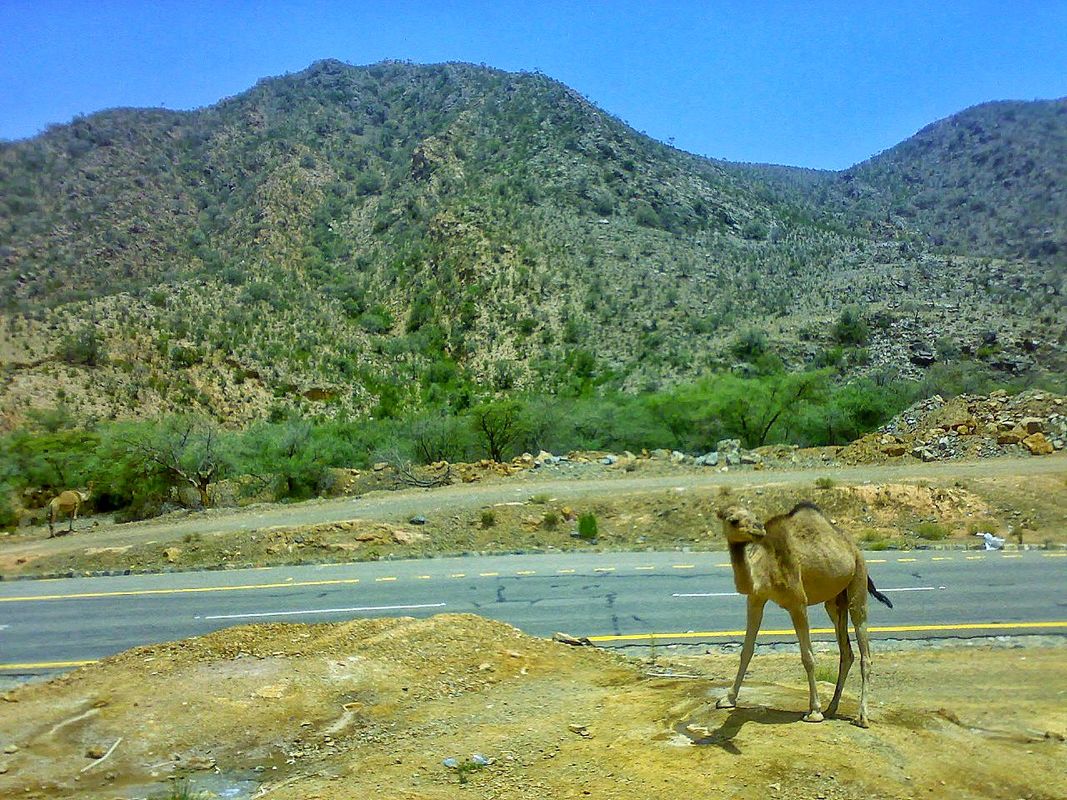 Camel on the road in mountains