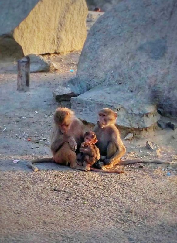 Family of monkeys at the road