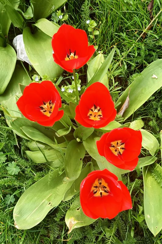 Red flower