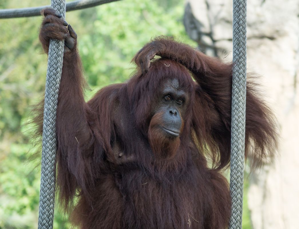  Orangutan head  scratch Clickasnap It pays to share