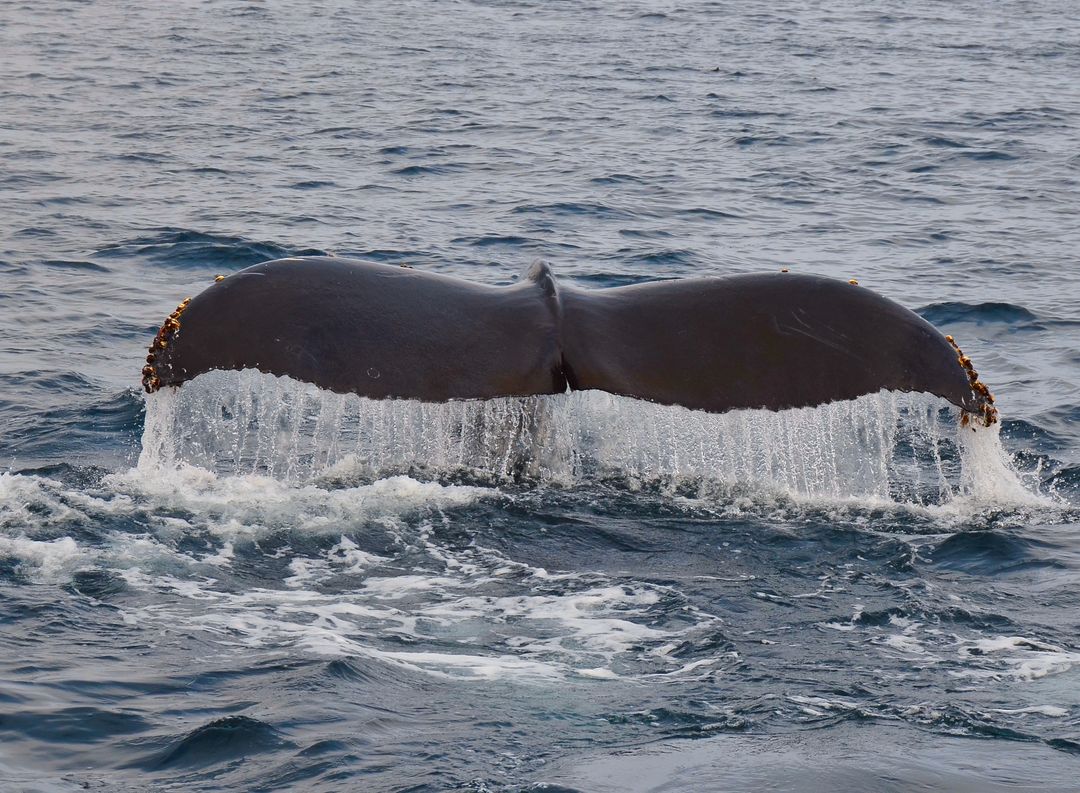 Fin whale going into a deep dive . - Clickasnap - It pays to share