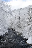 Mountain river with snow covered trees. White Christmas - Winter Wonderland