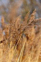 River Reeds in the afternoon sunshine