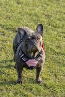 Gorgeous Dog