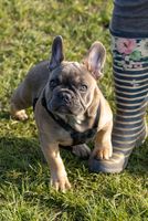 Gorgeous Puppy Dog