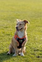 Foxy Dog Laughing in the breeze