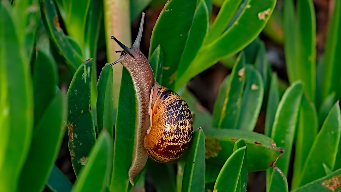 Common garden snail in ice plant Clickasnap It pays to