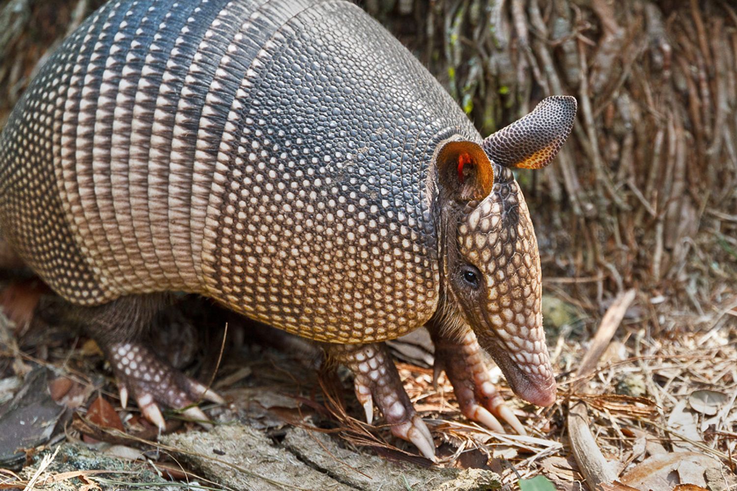 Armadillo - Clickasnap - It pays to share