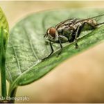 Dave Rowlands Photography