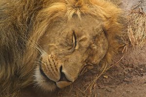 In the Savannah the lions sleep today