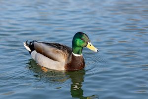 Male Mallard swimming in the afternoon