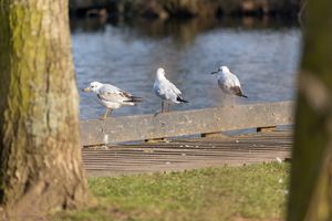Three Seagulls being wise guys