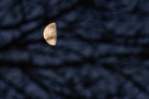 Half Moon through the trees at 6am