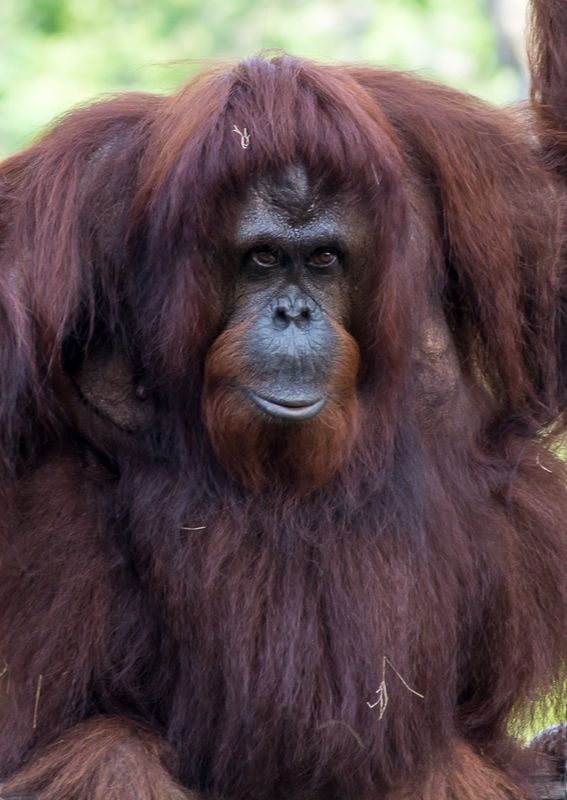  Orangutan head  scratch Clickasnap It pays to share