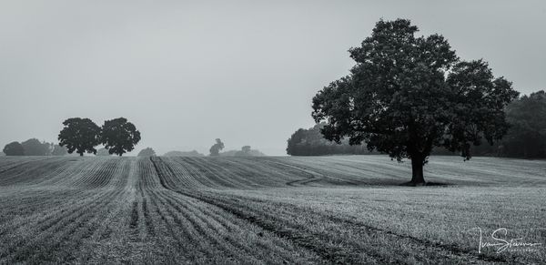 Harvested Field