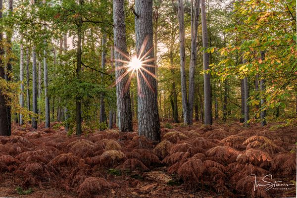Sunburst
