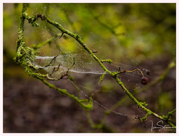 Web