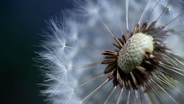 Dandelion seed head