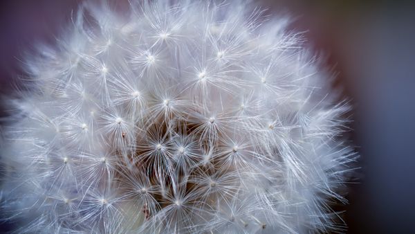 Dandelion seed head