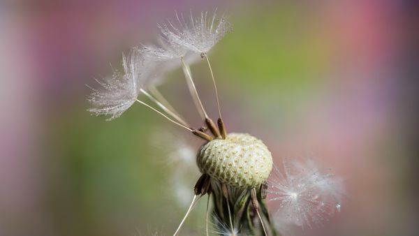 Dandelion seed head
