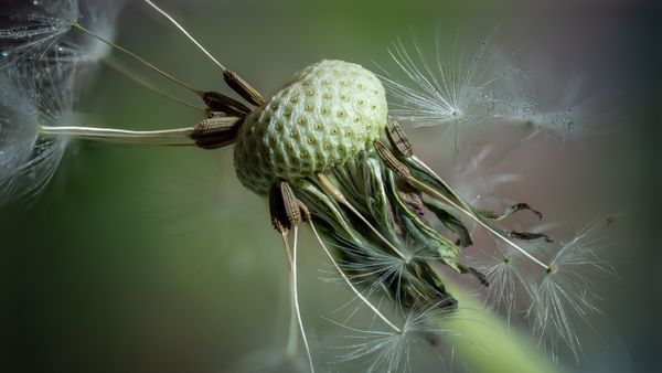 Dandelion seed head