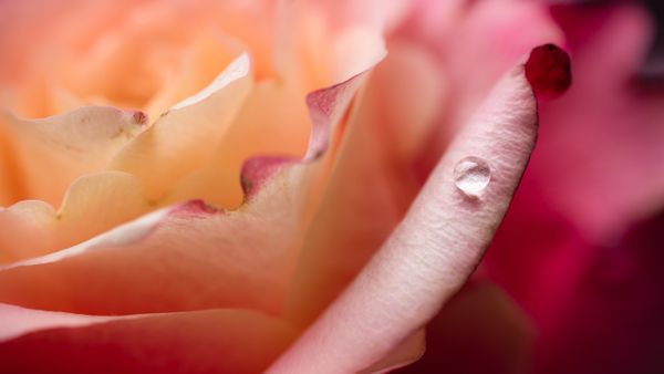 Rose drop